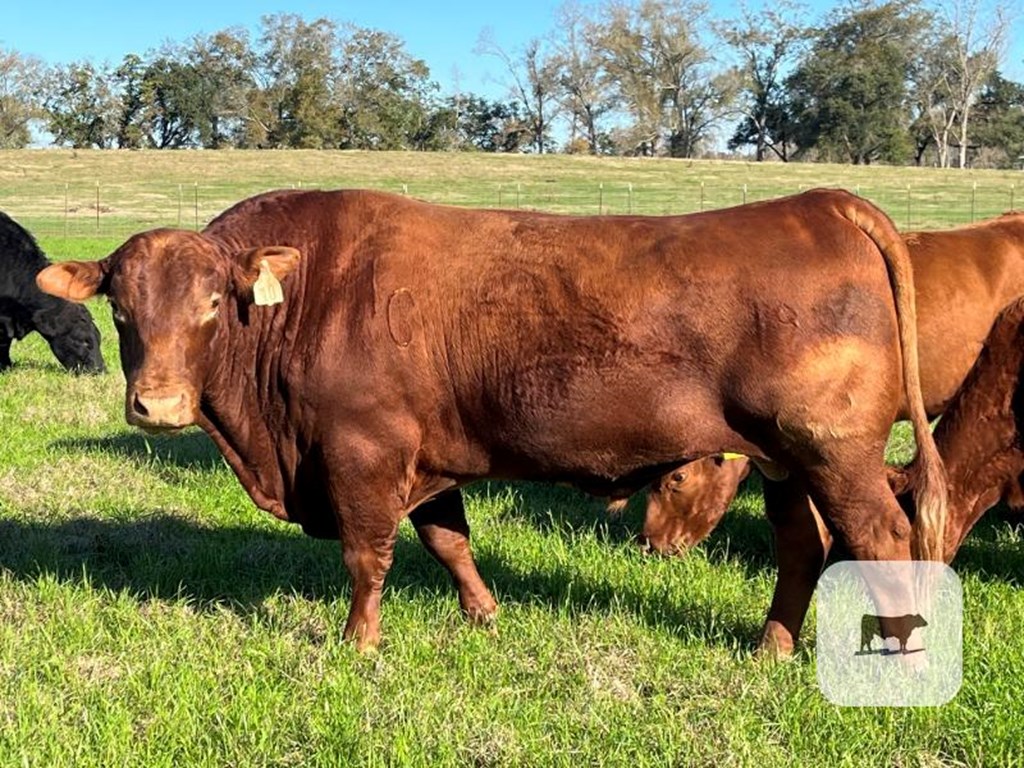 Cattle Range Listing Photo