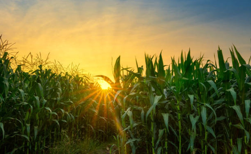 Corn Crop Condition as of 8/11/24