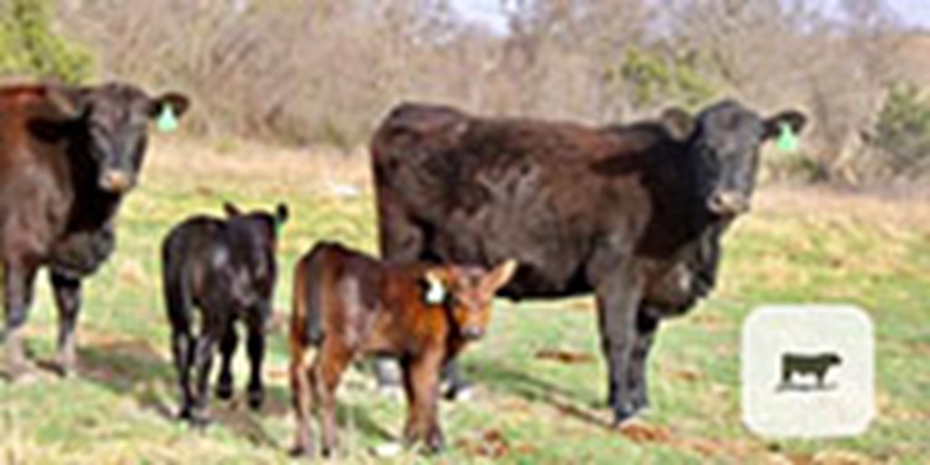 20 Angus Pairs... Central TX