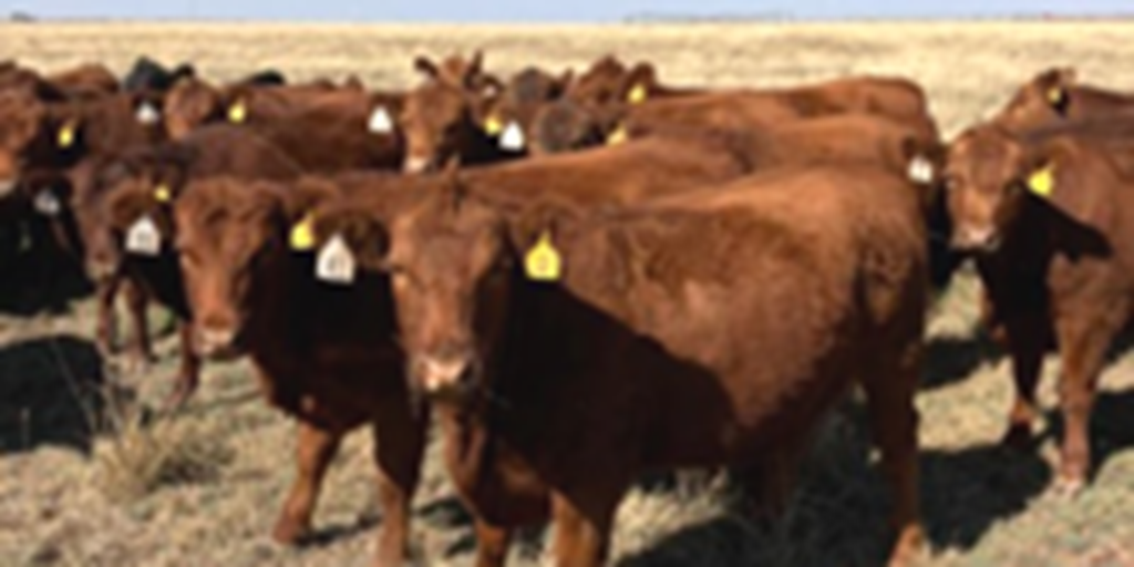 55 Red Angus Bred Heifers... TX Panhandle