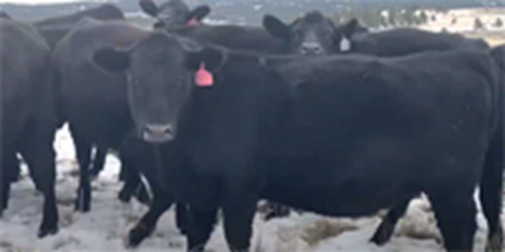 86 Purebred Angus Bred Heifers... Central MT