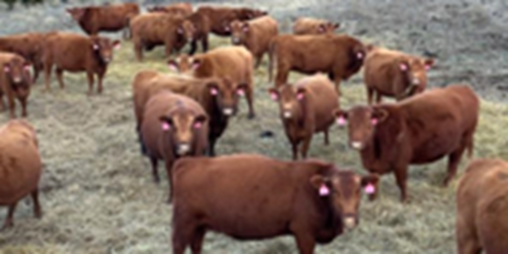 267 Red Angus Cows... W. Central OK