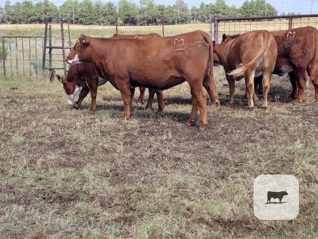 Cattle Range Listing Photo