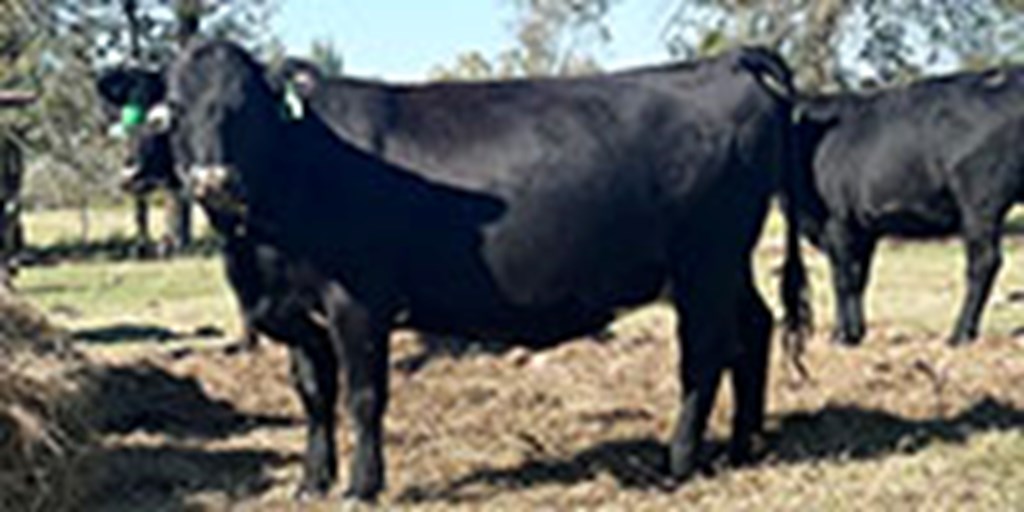 45 Angus & Angus Cross Cows... Northeast TX