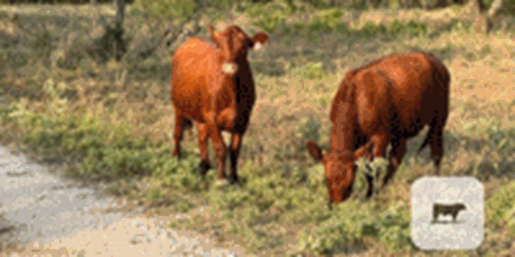 20 Red Angus Bred Heifers... North TX ~ BVD-PI Neg.