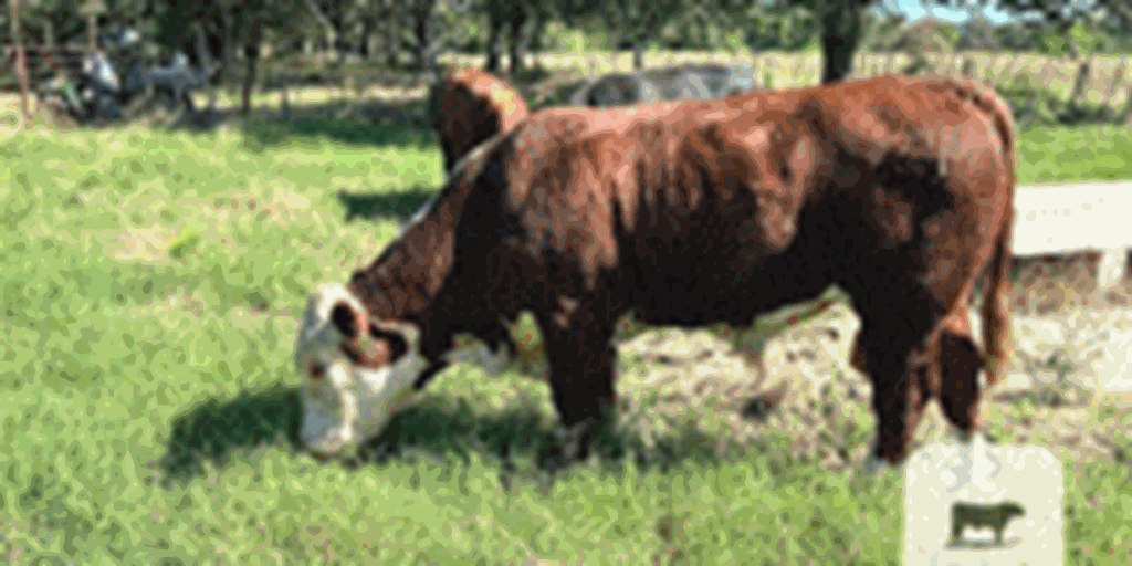 1 Reg. Polled Hereford Bull... N. Central TX