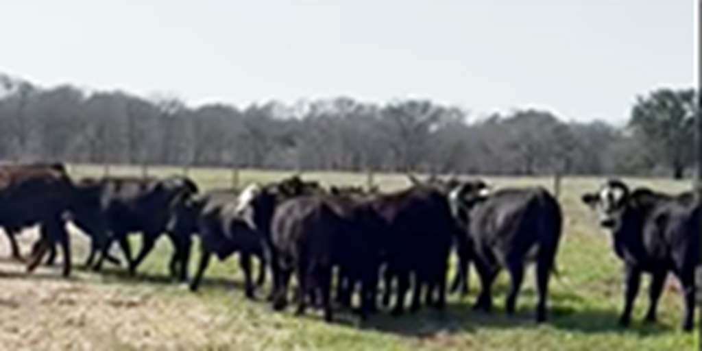 36 Brangus Baldy & Crossbred Bred Heifers... S. Central TX