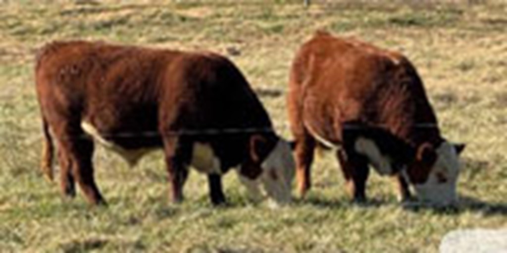 7 Reg. Hereford Bulls... W. Central AR