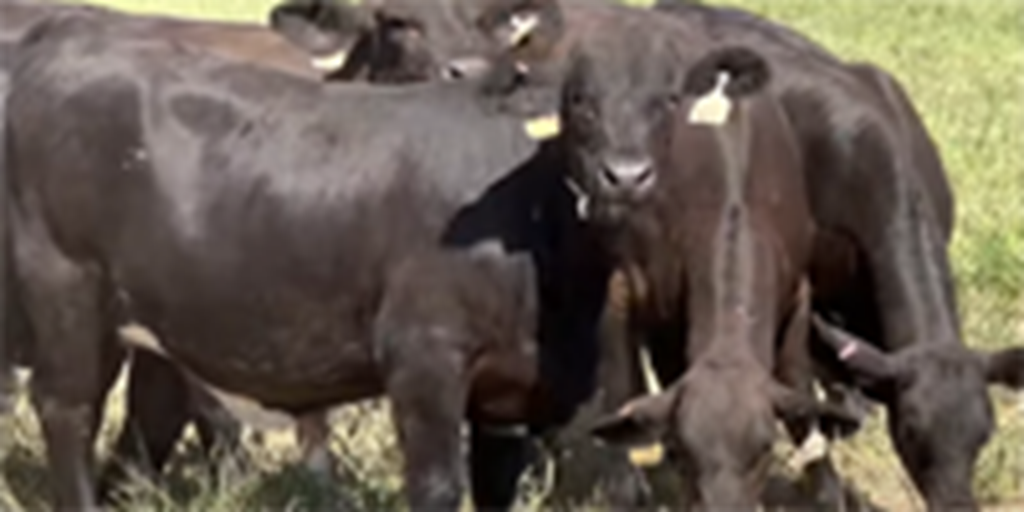 50 Black Beefmaster Rep. Heifers... Central TX