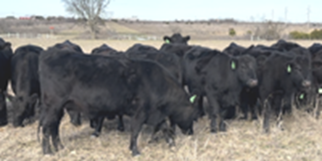 24 Angus Bred Heifers... Central TX