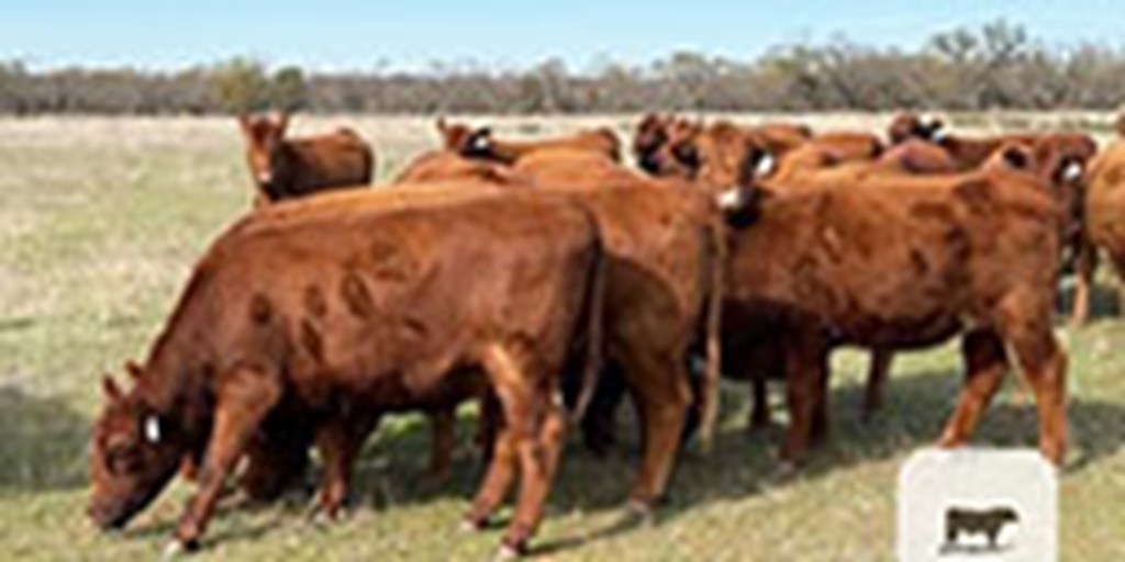 40 Red Angus Bred Heifers... North TX