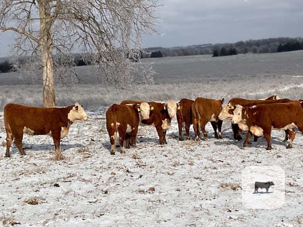 Cattle Range Listing Photo