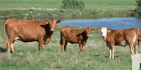 cattle range north dakota