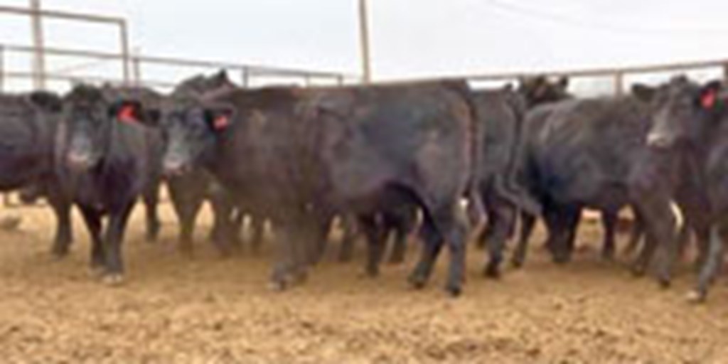 18 Angus & Black Baldy Bred Heifers... W. Central OK ~ BVD-PI Neg.