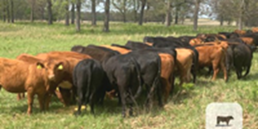 64 Angus & Red Angus Bred Heifers... W. Central MO