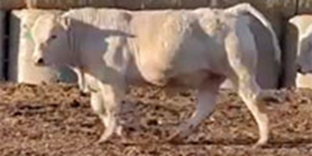 15 Reg. Charolais Bulls... OK Panhandle