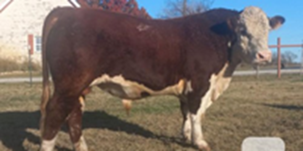 1 Polled Hereford Bull... N. Central TX