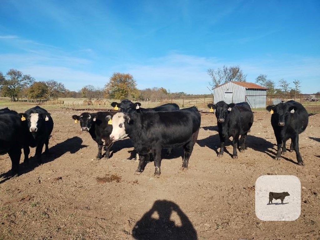 Cattle Range Listing Photo