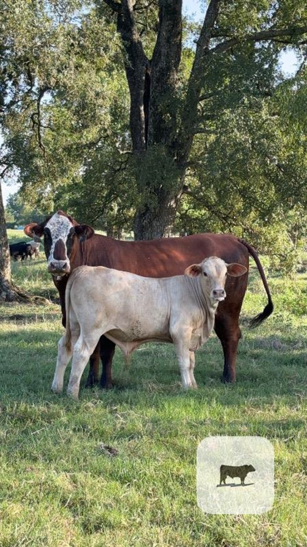 Cattle Range Listing Photo