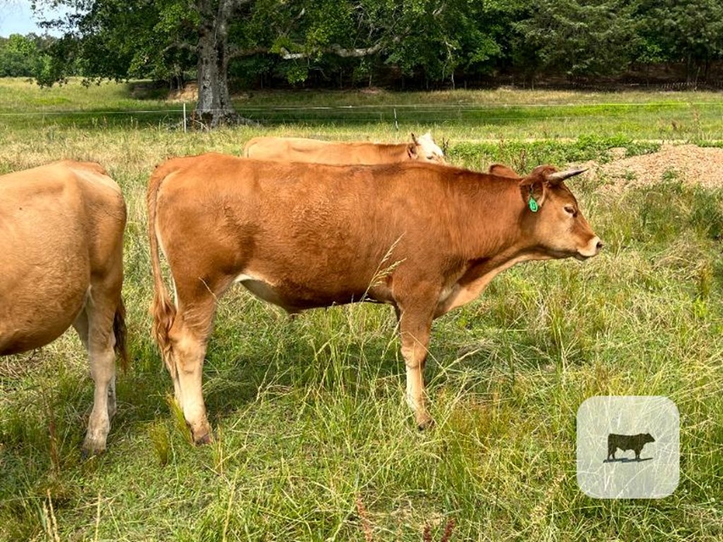 Cattle Range Listing Photo