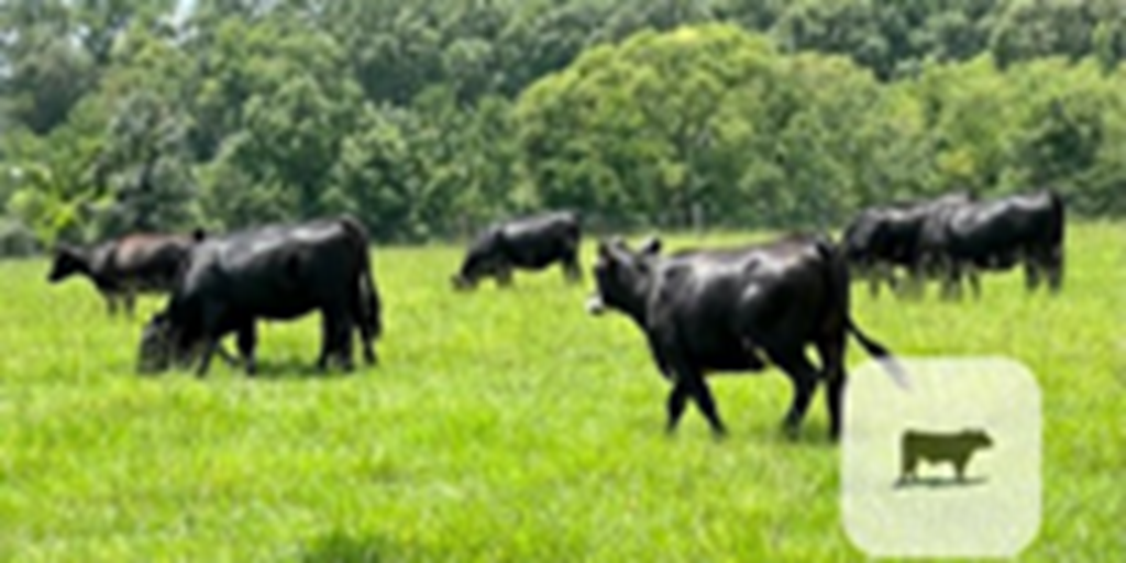 22 Angus Cross Bred Heifers... S. Central AL