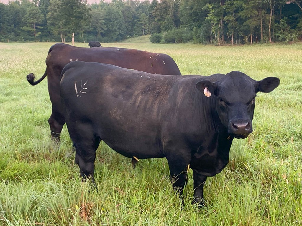 Cattle Range Listing Photo