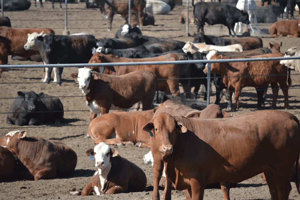 United States Cattle on Feed Down 2 Percent