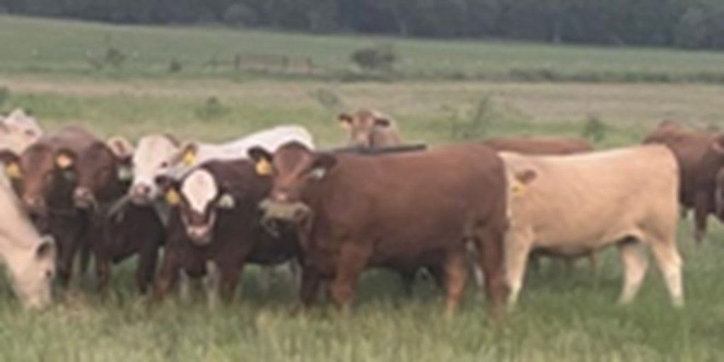 16 Halfblood Akaushi Bred Heifers... Central TX