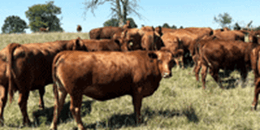42 Red Angus Cows... Southwest MO