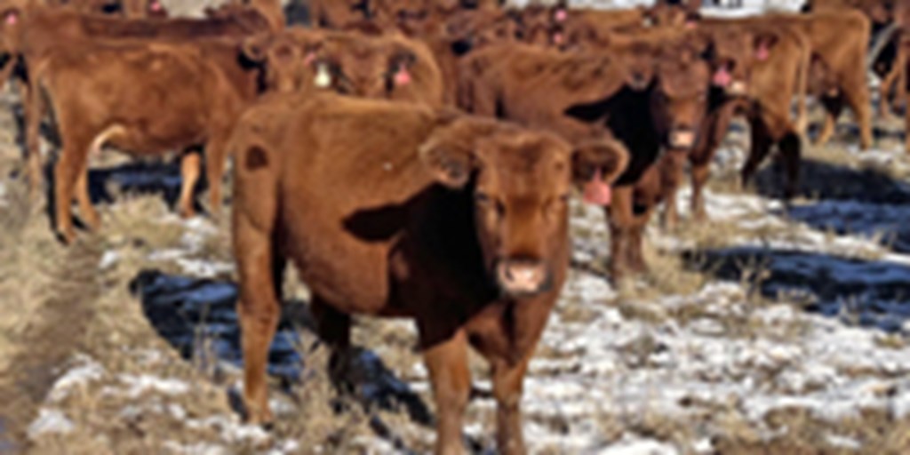 80 Red Angus 2nd-Calf Cows... OK Panhandle
