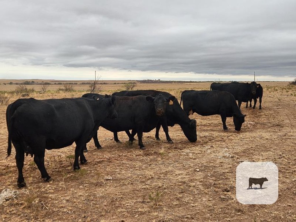 Cattle Range Listing Photo