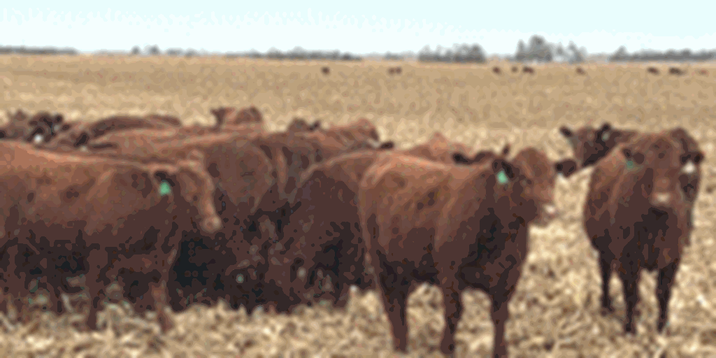 350	Red Angus Bred Heifers... Southeast NE
