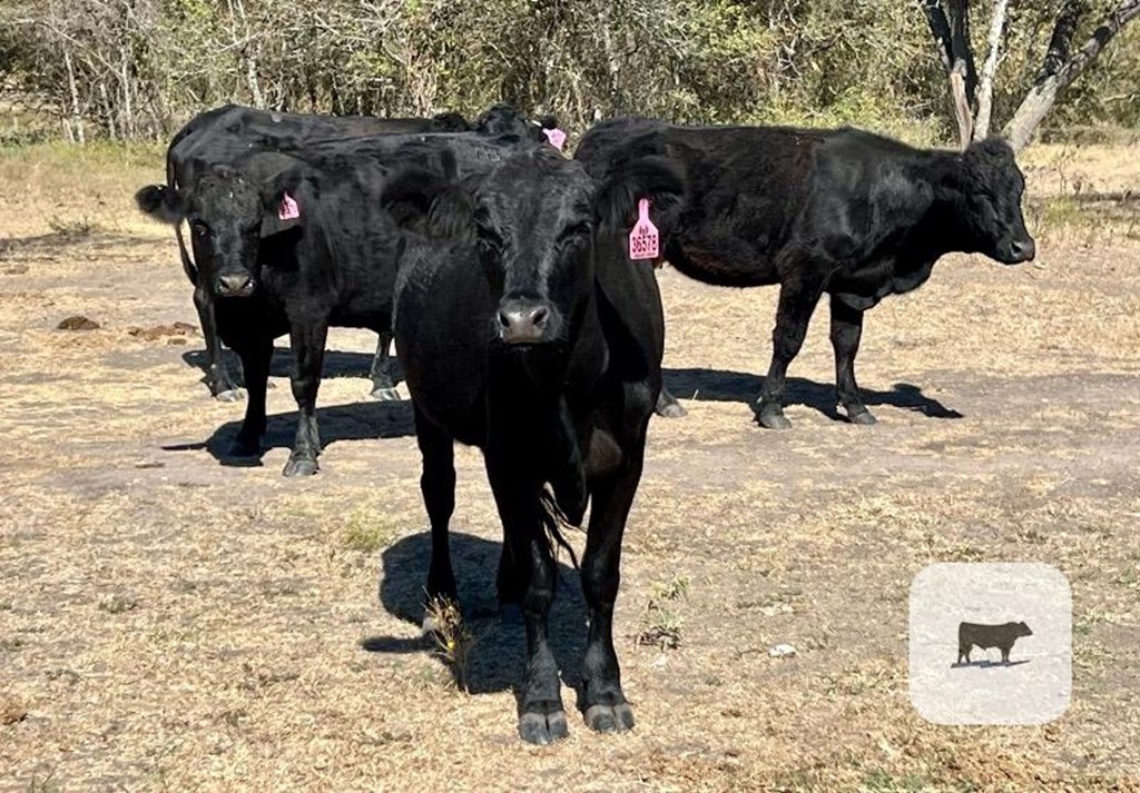 Cattle Range Listing Photo