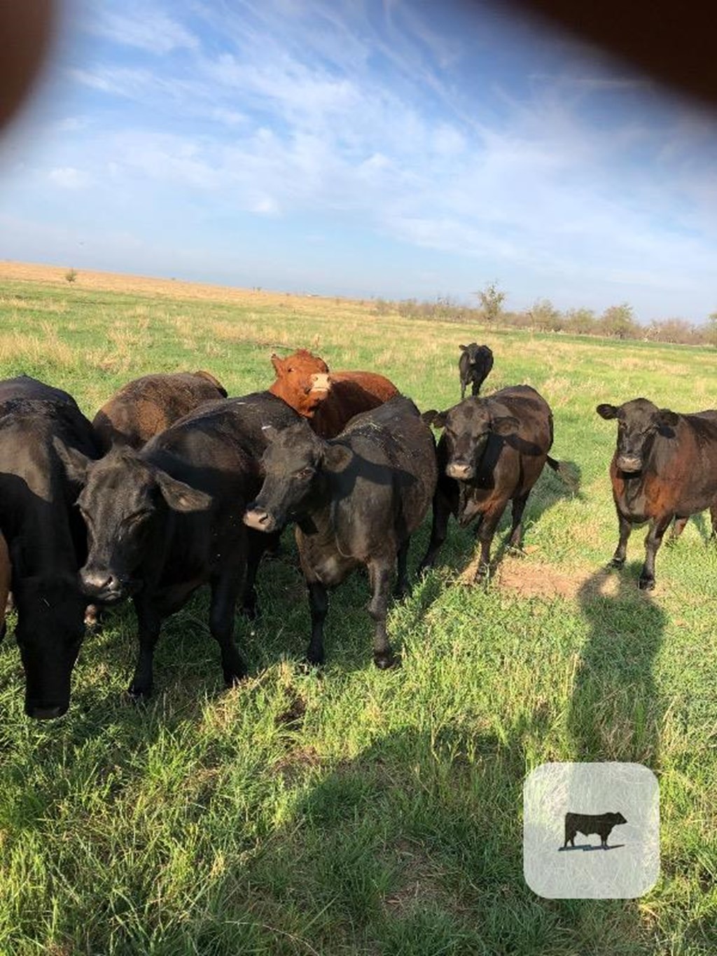 Cattle Range Listing Photo