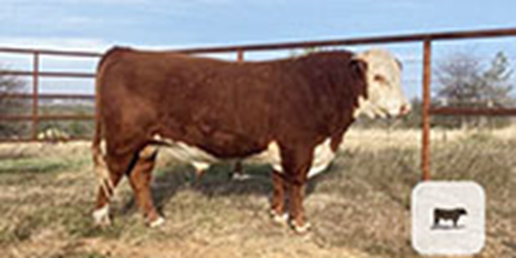 2 Reg. Hereford Bulls... N. Central TX