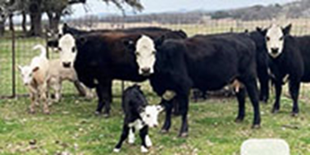 12 Angus Baldy 1st-Calf Heifers w/ 8+ Calves	Central TX