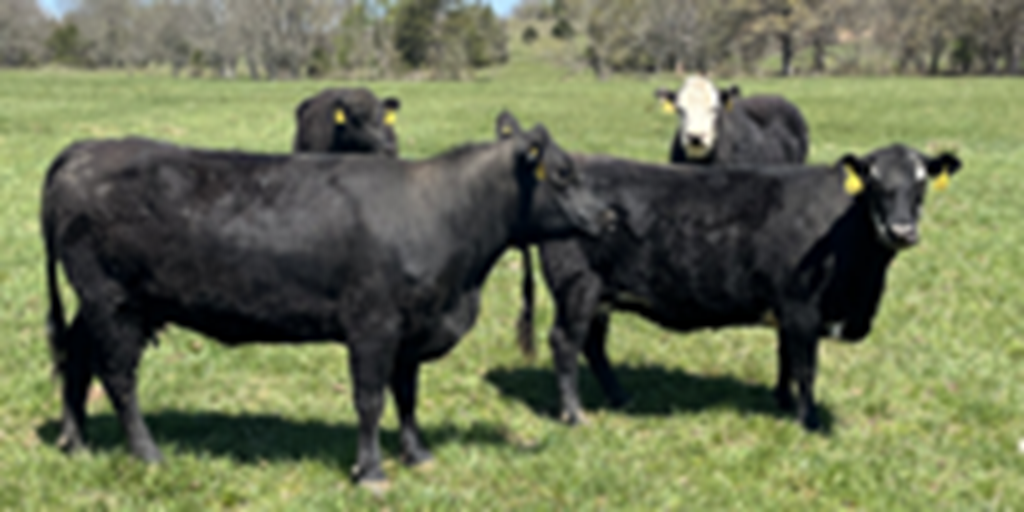 30 Angus & BWF Cows... Southwest MO