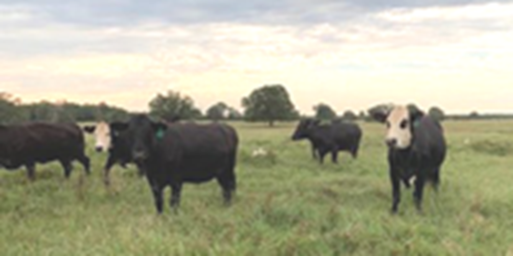 25 Angus & BWF Cows... Northeast TX