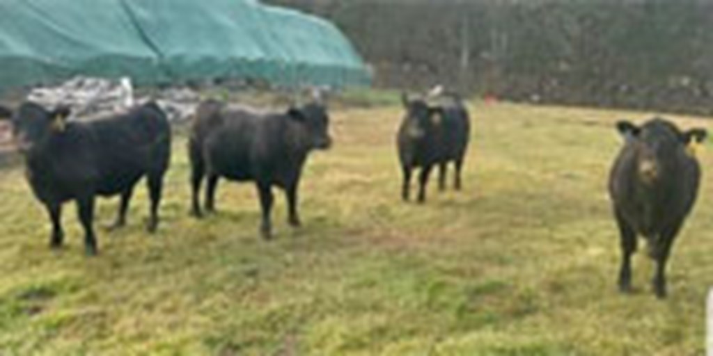 4 Reg. Angus Rep. Heifers... Southwest MS