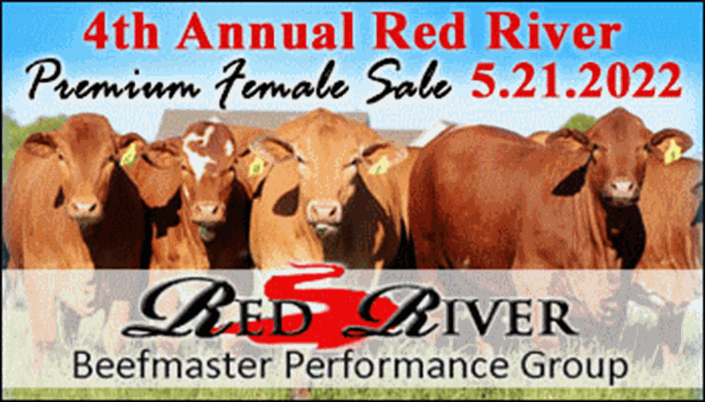 SS-Red  River Beefmaster Performance Group Premium Heifer Sale-05-21-2022