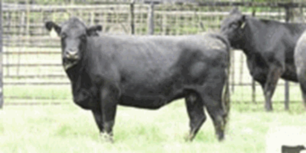 45 Angus & BWF Cows... Central TX