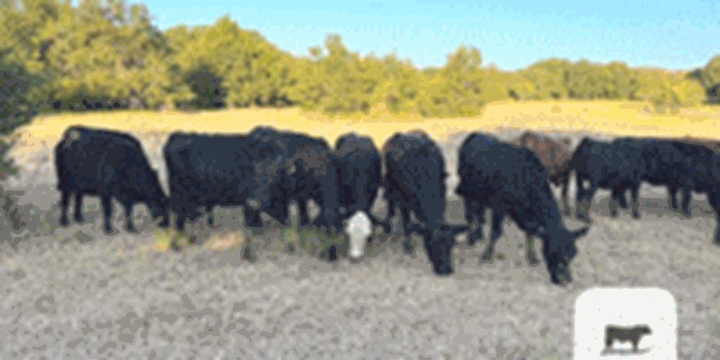 55 Crossbred Cows... North TX
