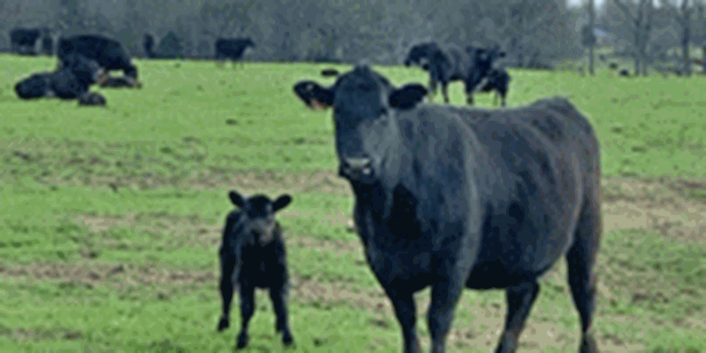 300 Angus Cross Cows w/ 250+ Calves... Northeast AR