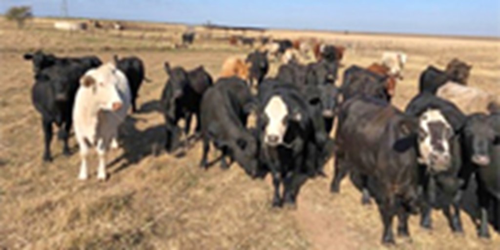80 Angus, Red Angus & Charolais Cross Cows... W. Central TX