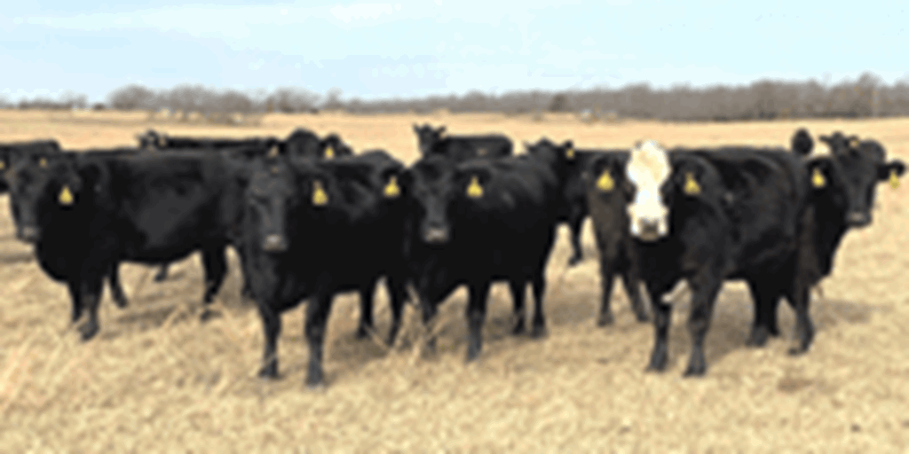30 Angus & BWF Cows... Southwest MO