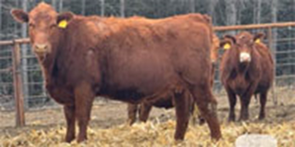 20 Red Angus Bred Heifers... Central MN