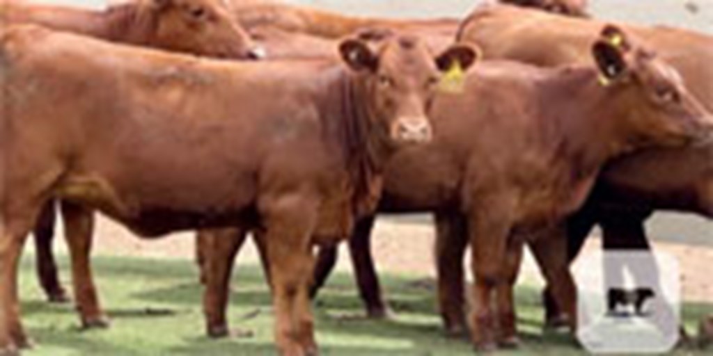 12 Red Angus Rep. Heifers... Central TX