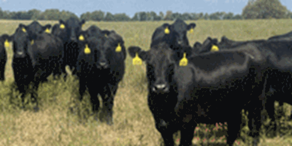 40 Angus & BWF Cows... Southwest MO (1)