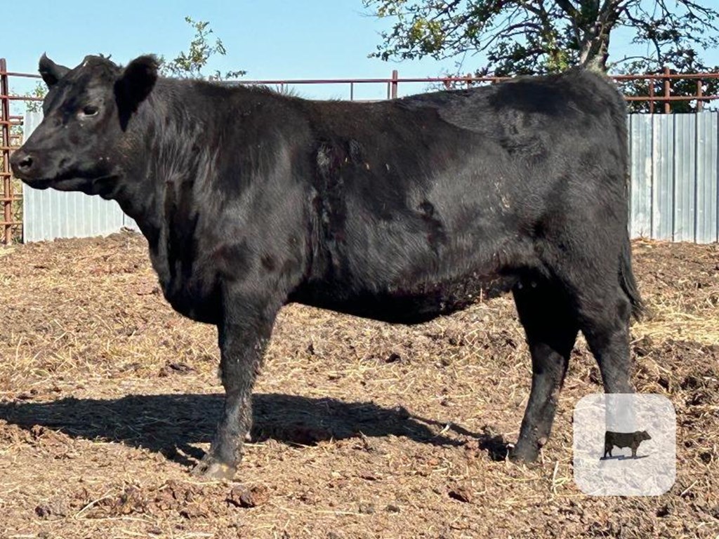 Cattle Range Listing Photo