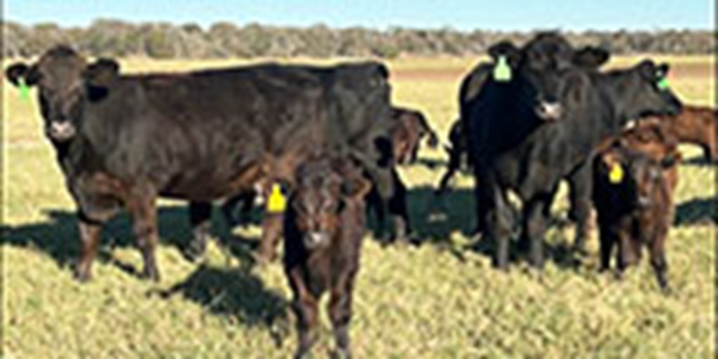 4 Angus Cross 'BMF' 1st-Calf Pairs... Central TX